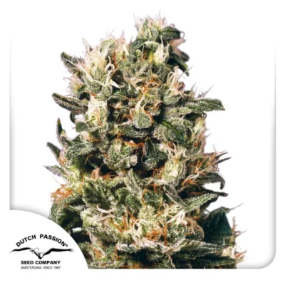 DP_Euforia-Dutch-Passion-Seed-company_plant.webp DUTCH PASSION - FEM EUPHORIA - immagine 1