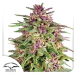 DUTCH PASSION - FRISIAN DEW FEM