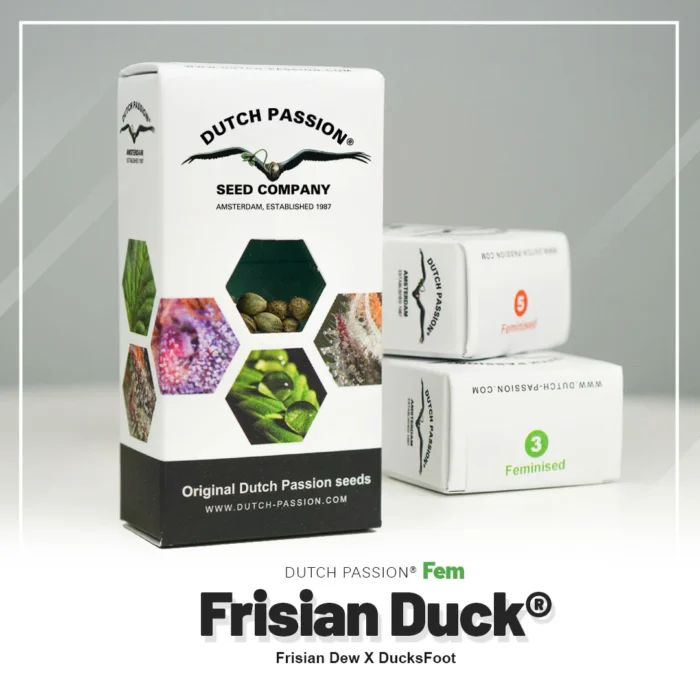 DUTCH PASSION - FRISIAN DUCK FEM - immagine 2