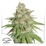 DUTCH PASSION - GLUEBERRY OG FEM