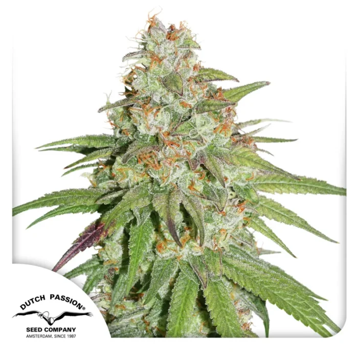DUTCH PASSION - GLUEBERRY OG FEM - Image 1