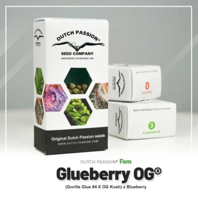 DUTCH PASSION - GLUEBERRY OG FEM - Imagen 2