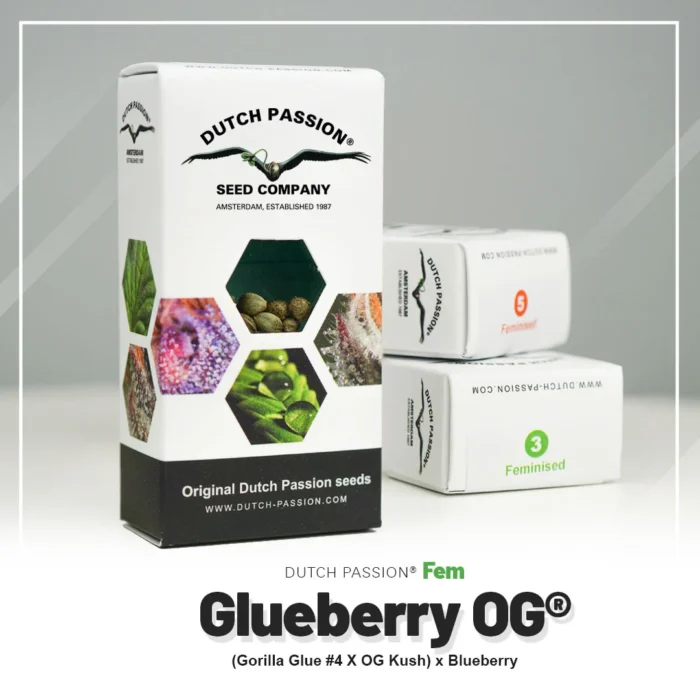 DUTCH PASSION - GLUEBERRY OG FEM - Image 2