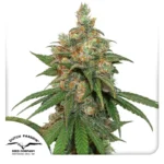 DUTCH PASSION - HIFI 4G FEM Disponible hasta fin de existencias