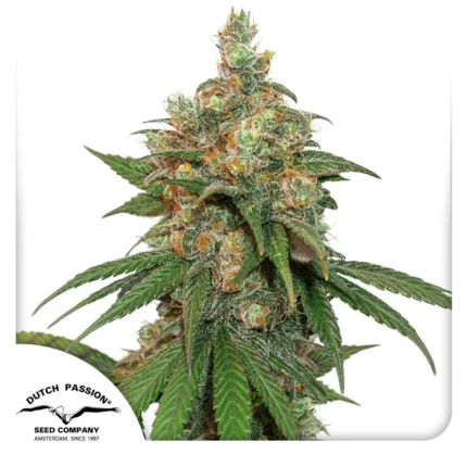 DUTCH PASSION - HIFI 4G FEM Disponibili fino ad esaurimento scorte