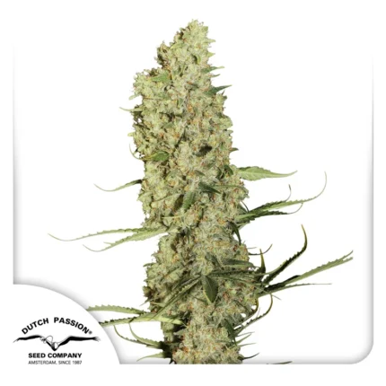 DUTCH PASSION - JORGE'S DIAMOND#1 FEM