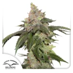 DUTCH PASSION - KEROSENE KRASH FEM