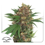 DUTCH PASSION - MASTER KUSH FEM