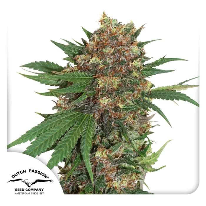 DUTCH PASSION - MASTER KUSH FEM – Image 1