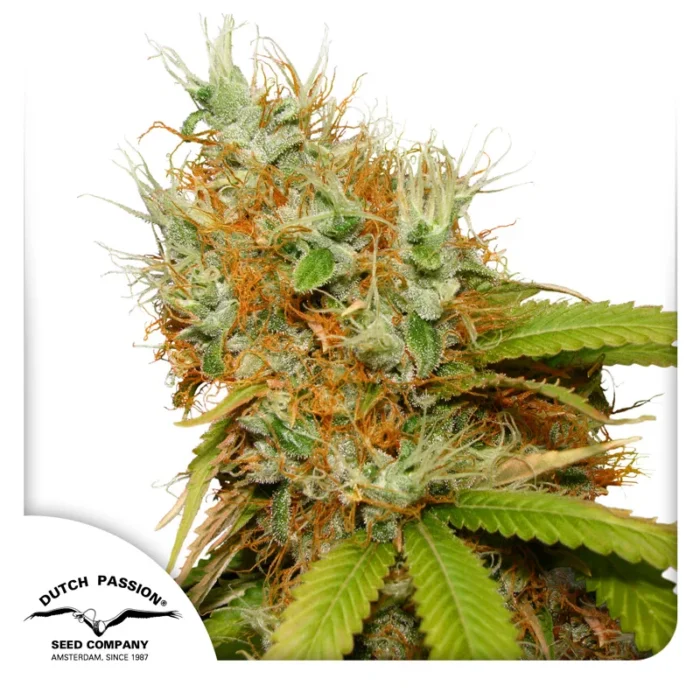 DUTCH PASSION - MAZAR REG | 10 SEMI - immagine 1