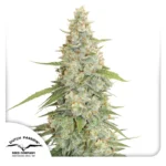 DUTCH PASSION - MERINGUE FEM