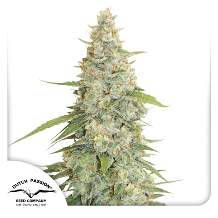 DUTCH PASSION - MERINGUE FEM - immagine 1