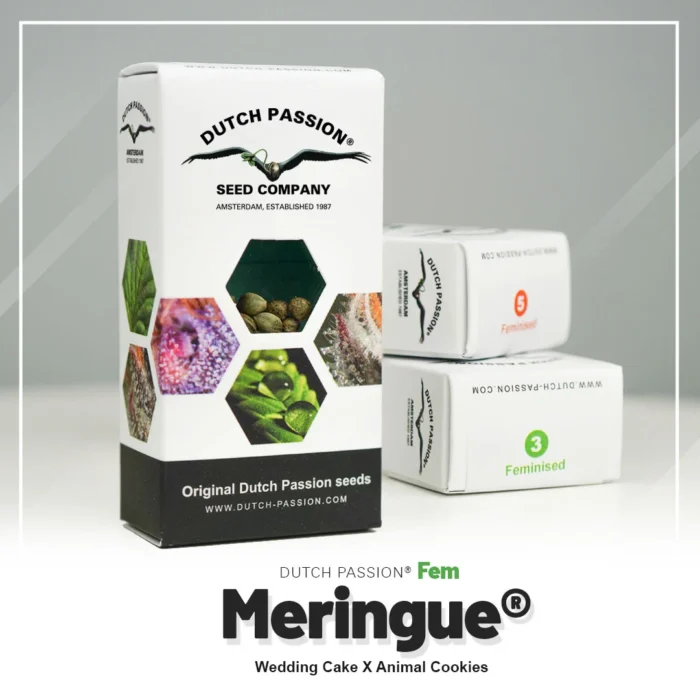 DUTCH PASSION - MERINGUE FEM - immagine 2