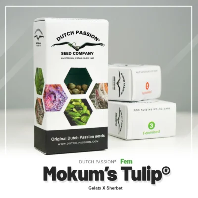 DUTCH PASSION - MOKUM'S TULIP FEM - immagine 2