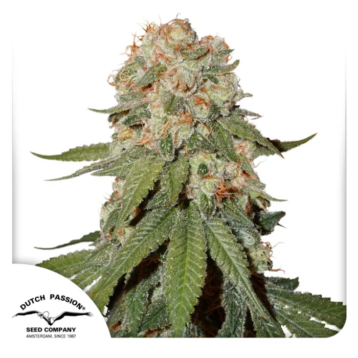 DUTCH PASSION - ORANGE BUD REG | 10 SEMI - immagine 1