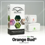 DUTCH PASSION - ORANGE BUD FEM – Image 2