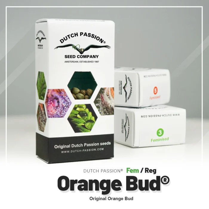 DUTCH PASSION - ORANGE BUD FEM – Image 2