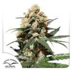 DUTCH PASSION - ORANGE HILL SPECIAL FEM