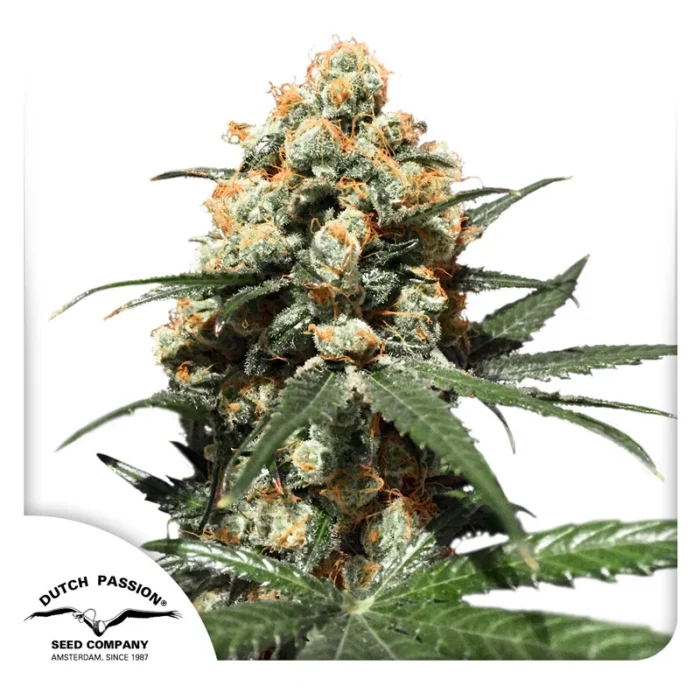 DUTCH PASSION - ORANGE HILL SPECIAL FEM – Image 1