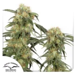 DUTCH PASSION - PAMIR GOLD FEM