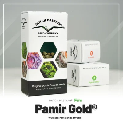 NIEDERLÄNDISCHE LEIDENSCHAFT - PAMIR GOLD FEM – Bild 2