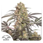 DUTCH PASSION - FRUTA DE LA PASIÓN FEM