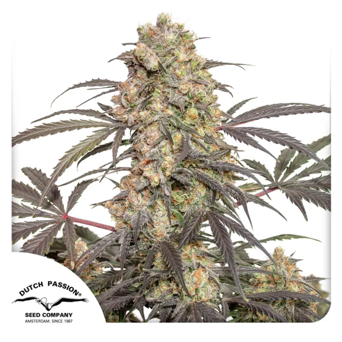 DUTCH PASSION - FRUTA DE LA PASIÓN FEM - Imagen 1