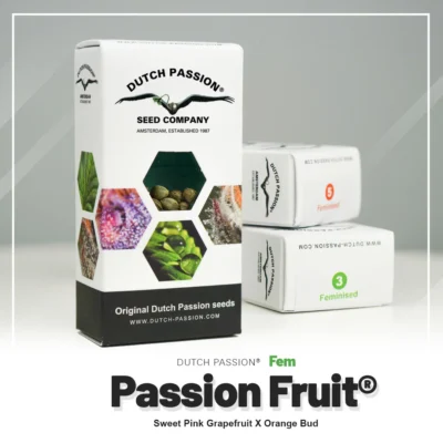 HOLLÄNDISCHE PASSION - PASSIONSFRUCHT FEM – Bild 2