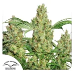 DUTCH PASSION - POWER PLANT FEM