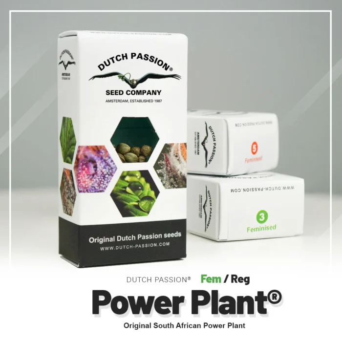DUTCH PASSION - POWER PLANT FEM – Image 2
