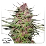 DUTCH PASSION - PURPLE #1 FEM | 5 SEMI