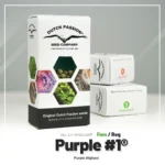 DUTCH PASSION - PURPLE #1 FEM | 5 SEMI - immagine 2
