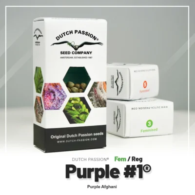 DUTCH PASSION - PURPLE #1 FEM | 10 SEMI - immagine 2