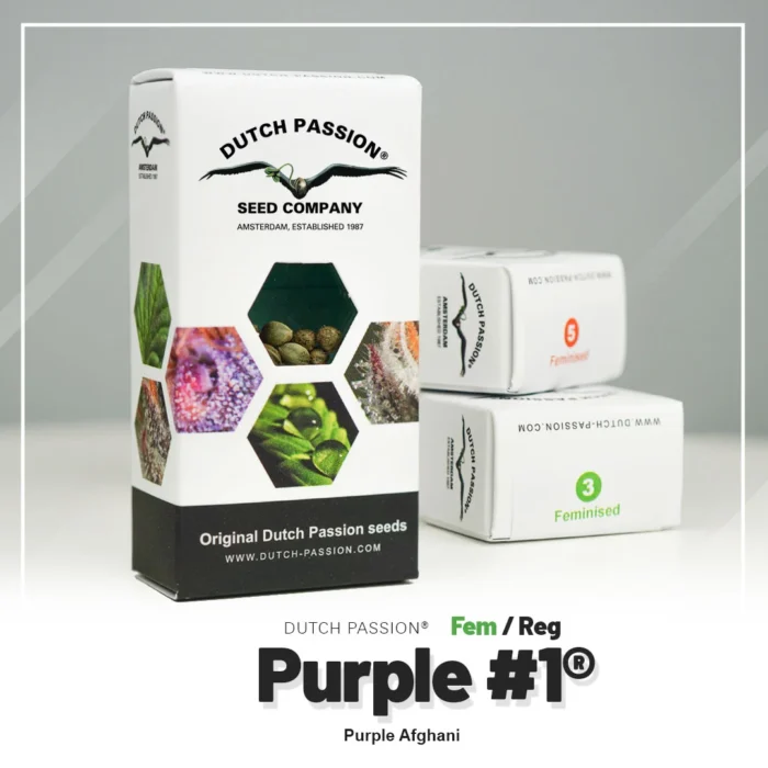 DUTCH PASSION - PURPLE #1 FEM | 5 SEMI - immagine 2