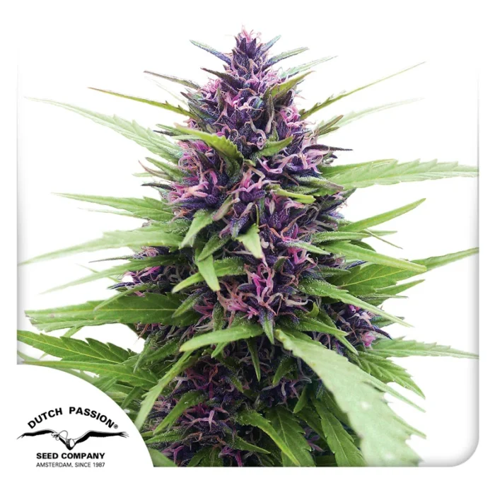 DUTCH PASSION - SHAMAN FEM - Image 1