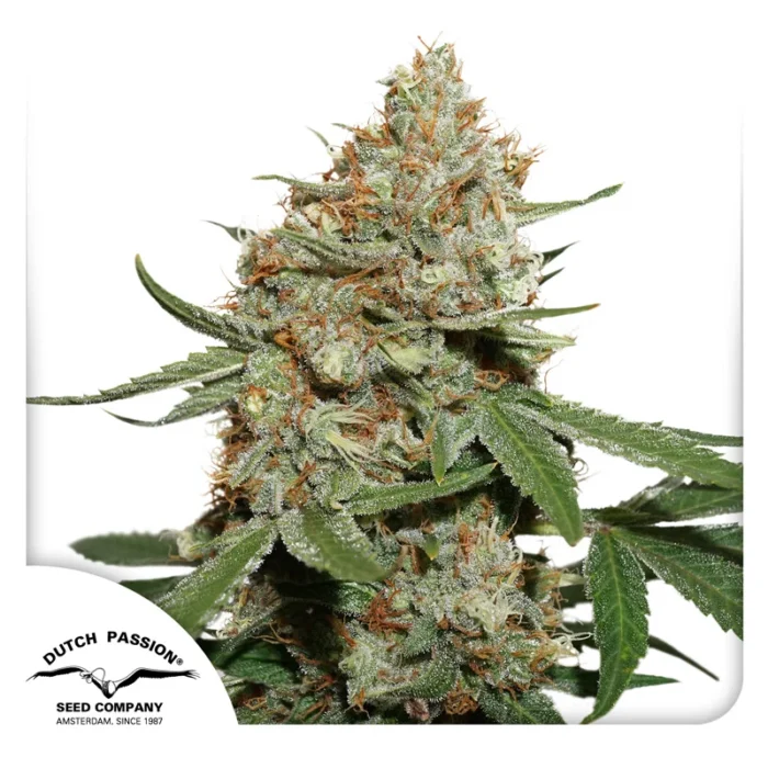 DUTCH PASSION - SKUNK #11 FEM - immagine 1
