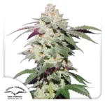 DUTCH PASSION - SKYWALKER HAZE FEM