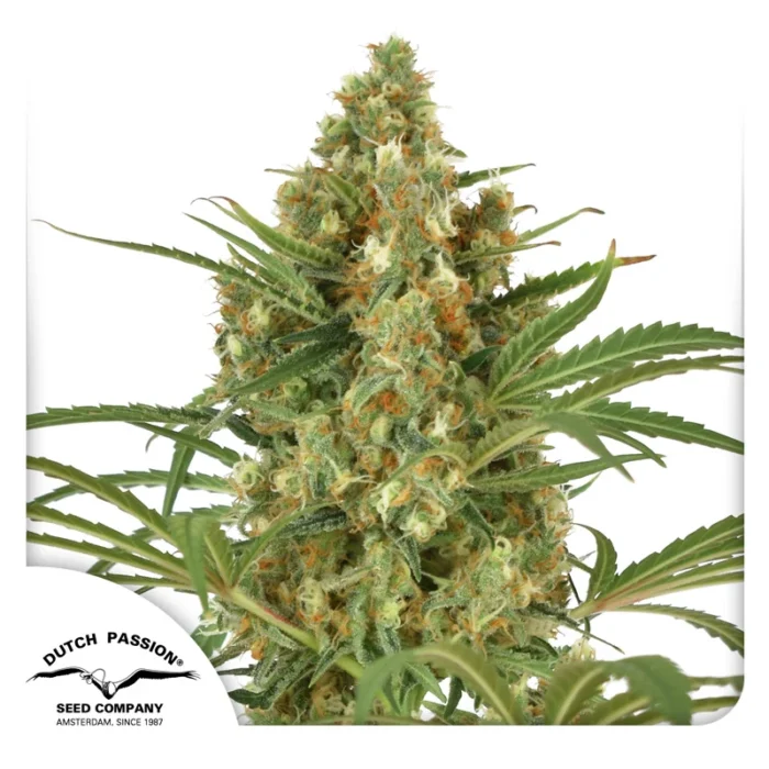 DUTCH PASSION - SNOW BUD FEM - immagine 1