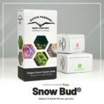 DUTCH PASSION - SNOW BUD FEM - immagine 2