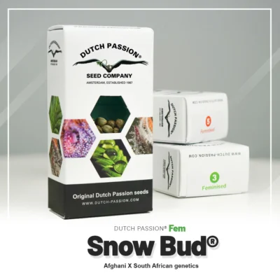 DUTCH PASSION - SNOW BUD FEM - immagine 2