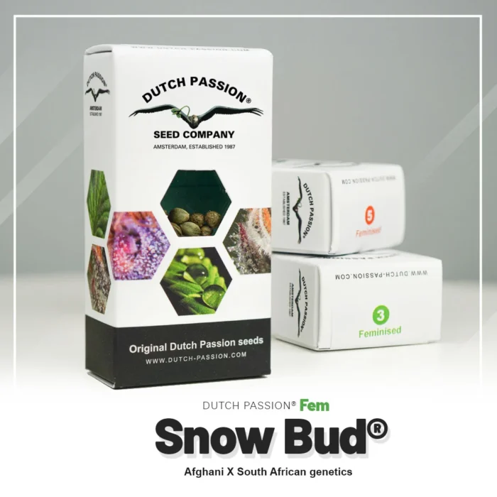 DUTCH PASSION - SNOW BUD FEM - immagine 2