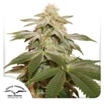 DUTCH PASSION - SUGAR BOMB PUNCH FEM