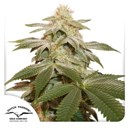 DUTCH PASSION - SUGAR BOMB PUNCH FEM