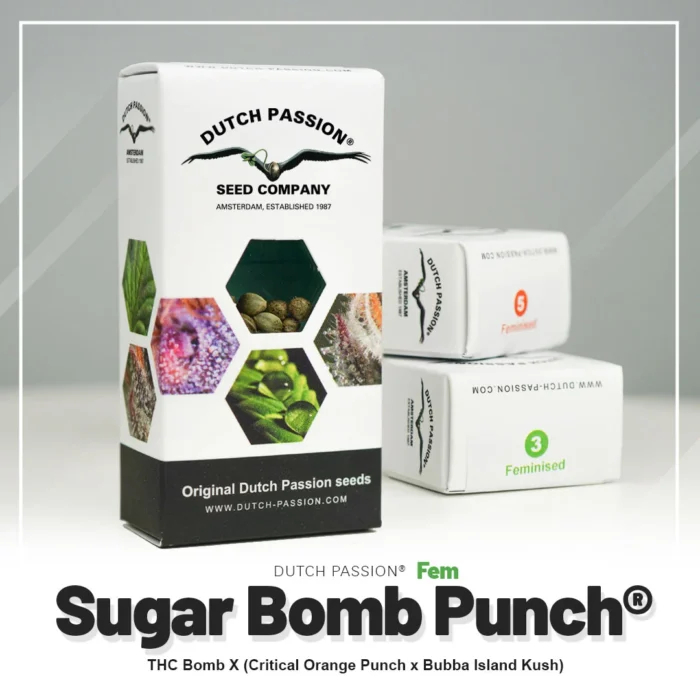 DUTCH PASSION - SUGAR BOMB PUNCH FEM - Imagen 2