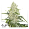 DUTCH PASSION - AUTO THINK BIG® FEM