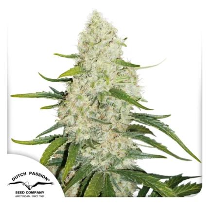DUTCH PASSION - AUTO THINK BIG® FEM