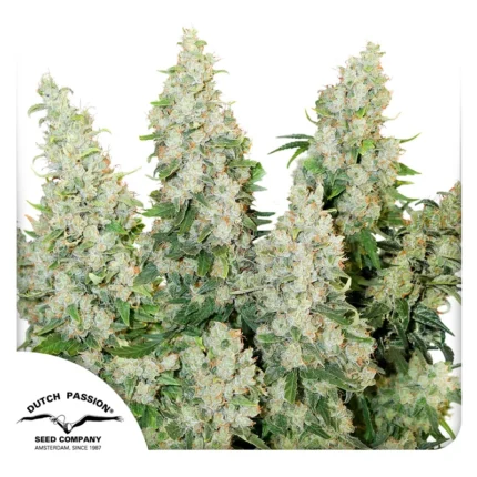 DUTCH PASSION - AUTO THINK DIFFERENT FEM