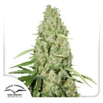DUTCH PASSION - THINK FAST FEM
