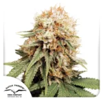 DUTCH PASSION - WHITE WIDOW FEM