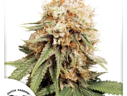 White-Widow-Dutch-Passion